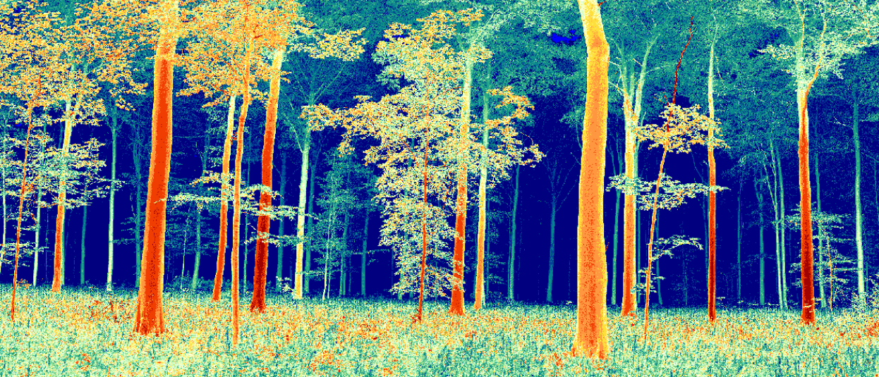 雷射掃描技術應用–林業應用